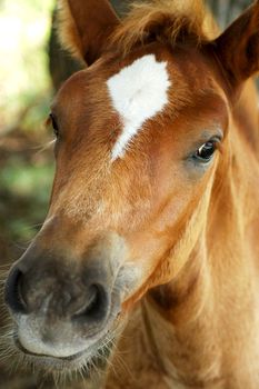 Little curious foal looks into the camera