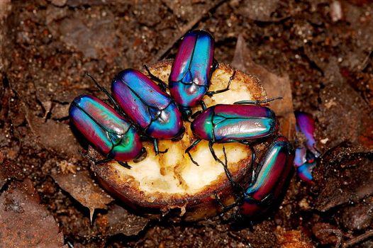 Bright tropical beetles on a piece of banana
