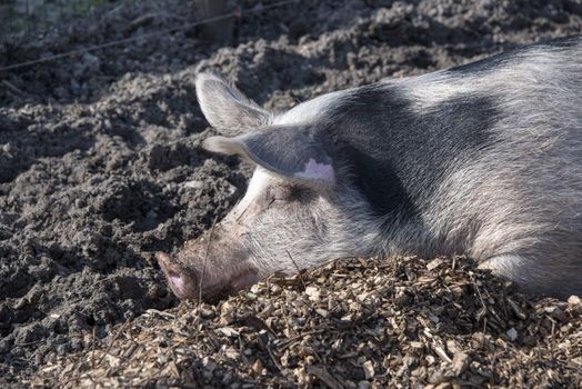 pig sleeping in the sand