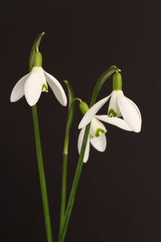 Snowdrops