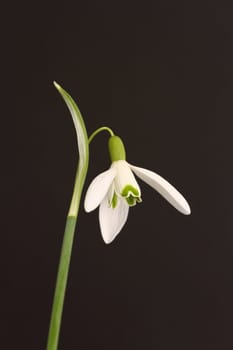 Snowdrop