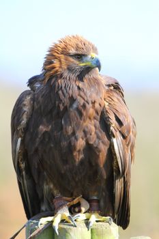 Golden Eagle