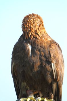 Golden Eagle