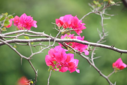 Pink bougainvillea flowers