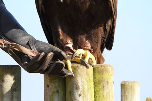 Golden Eagle with falconer showing talons