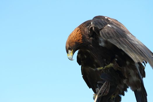 Golden Eagle