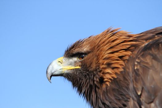 Golden Eagle