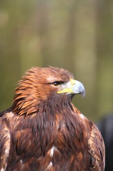 Golden Eagle