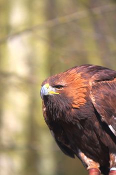 Golden Eagle