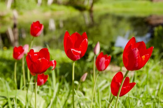 Red tulips in spring. Natural garden floral backdrop.