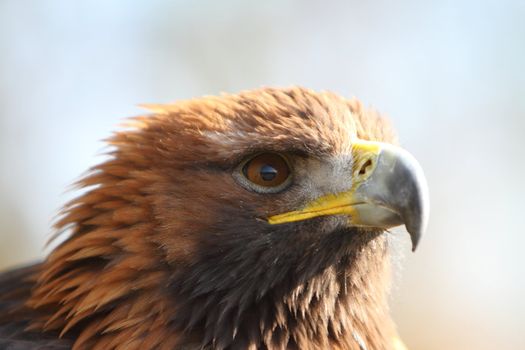 Golden Eagle