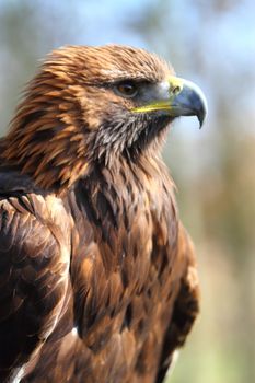 Golden Eagle