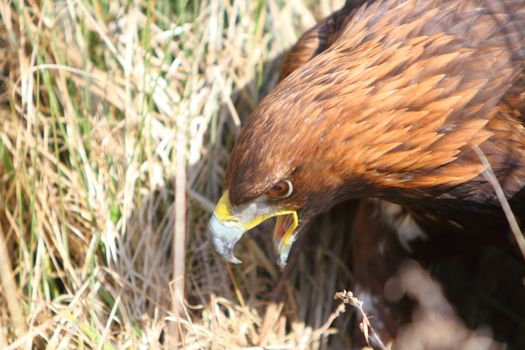 Golden Eagle