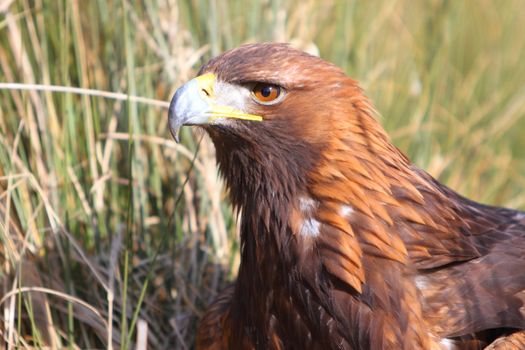Golden Eagle