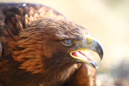Golden Eagle