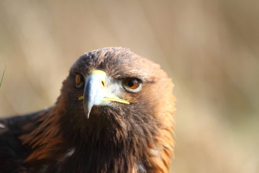 Golden Eagle