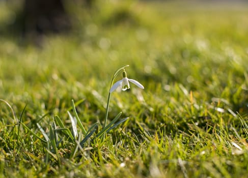 single Galanthus nivalis flower start of spring