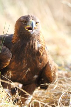 Golden Eagle