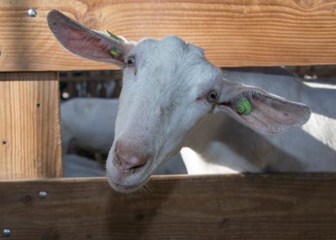 one sheep in wooden box insite farmers place