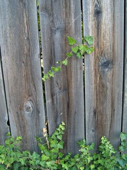 Green ivy growing up a wooden fence
