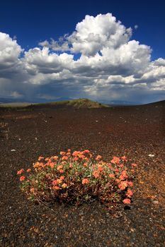 Flowers colonize a rocky volcanic landscape at Craters of the Moon National Monument in Idaho.