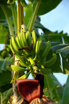 Banan palm tree. Focus on bananas.