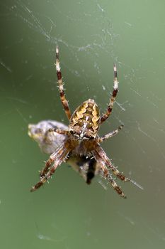 Spider eating. Macro closeup.