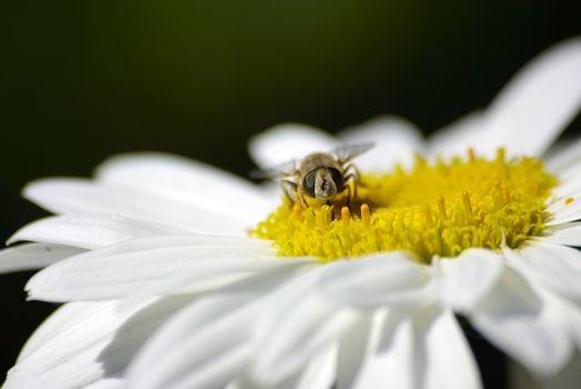 A bee sitting on chamomile. Macro.