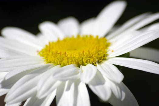 White chamomile on black background macro.