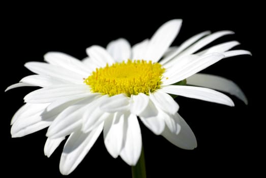 White chamomile macro closeup.