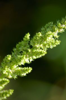 Green plant. Bright color. Close-up.