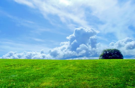 Tree and green grass with cloudy sky