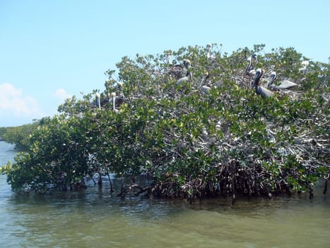 Several pelicans sitting on mangrove trees, Everglades, Florida, USA