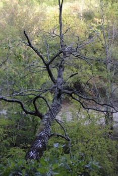 Old lonely tree above a mountain river.