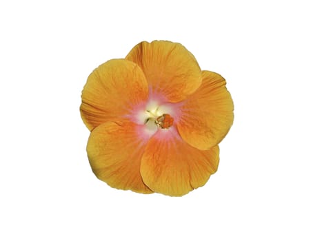 Orange Hibiscus from Sri Lanka isolated on white with clipping path.