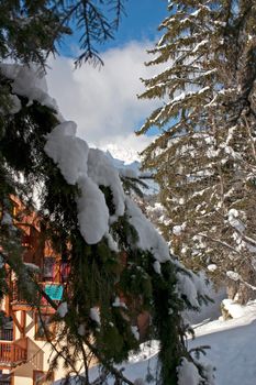Detail of snow covered pine tree in the French Alps