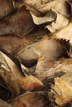 Vertical palm tree shot. Abstract textured natural background.