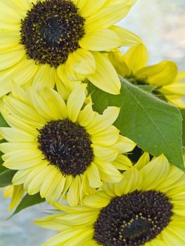 Close Ups of a Bunch of Sunflowers in a Vase