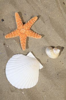 A starfish besides sea shore on a beach