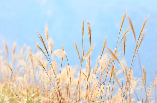 grass in autumn