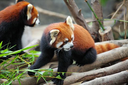 red panda