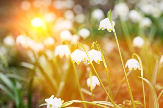 snowflake plant spring