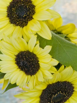 Close Ups of a Bunch of Sunflowers in a Vase