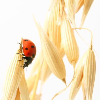 ladybug on wheat isolated white background