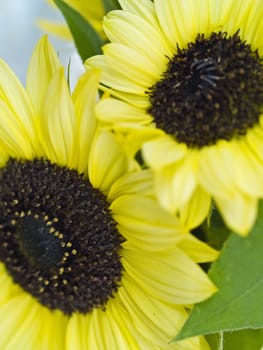 Close Ups of a Bunch of Sunflowers in a Vase
