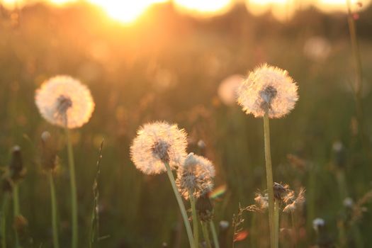 The dandelions blowballs are ready to start seeds downwind.