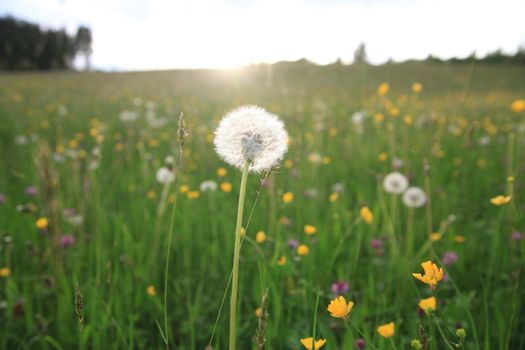 The dandelions blowballs are ready to start seeds downwind.