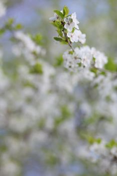 Apple blossom in bloom on a spring day