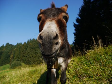 A donkey standing on grass behind a fench