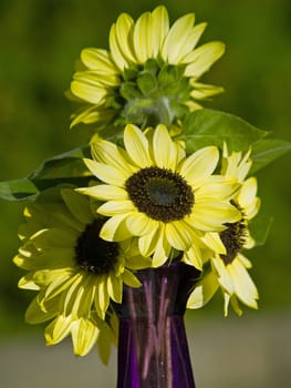 Close Ups of a Bunch of Sunflowers in a Vase